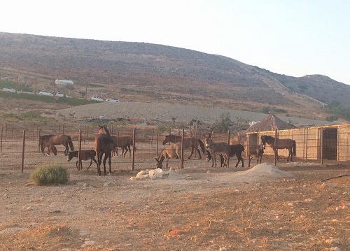たいていは種ごとに分けて飼われていますが、この様にロバと馬は一緒に飼われている事が多いです(イオス島)