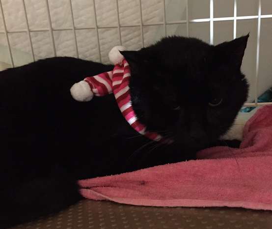 「婿入り」の日。トリミングサロンでシャンプーの後にマフラーを巻いてもらったクロスケ