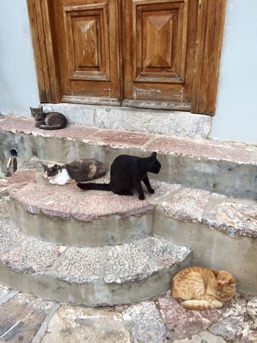 港沿いより少し内側、落ち着いたカフェや教会がよくあるゾーンは人懐こい猫が沢山(ヒドラ島)