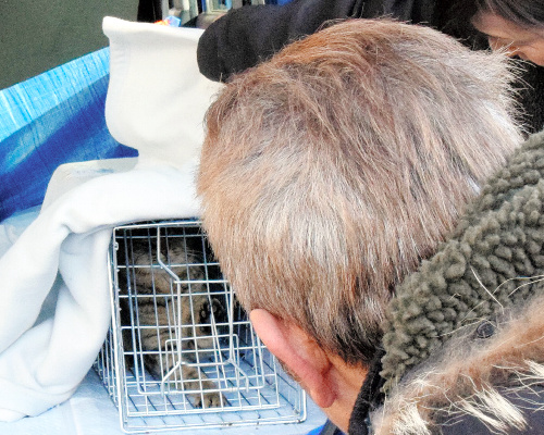 山梨県庁敷地内にしかけられたわなに捕らえられ、動物病院に向かう車に乗せられた野良猫