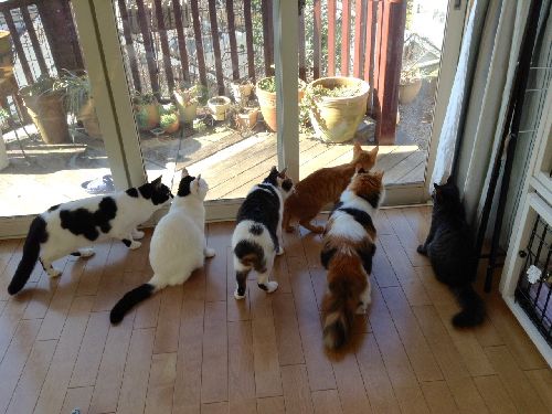 たくさんの猫が新たな出会いを待っている