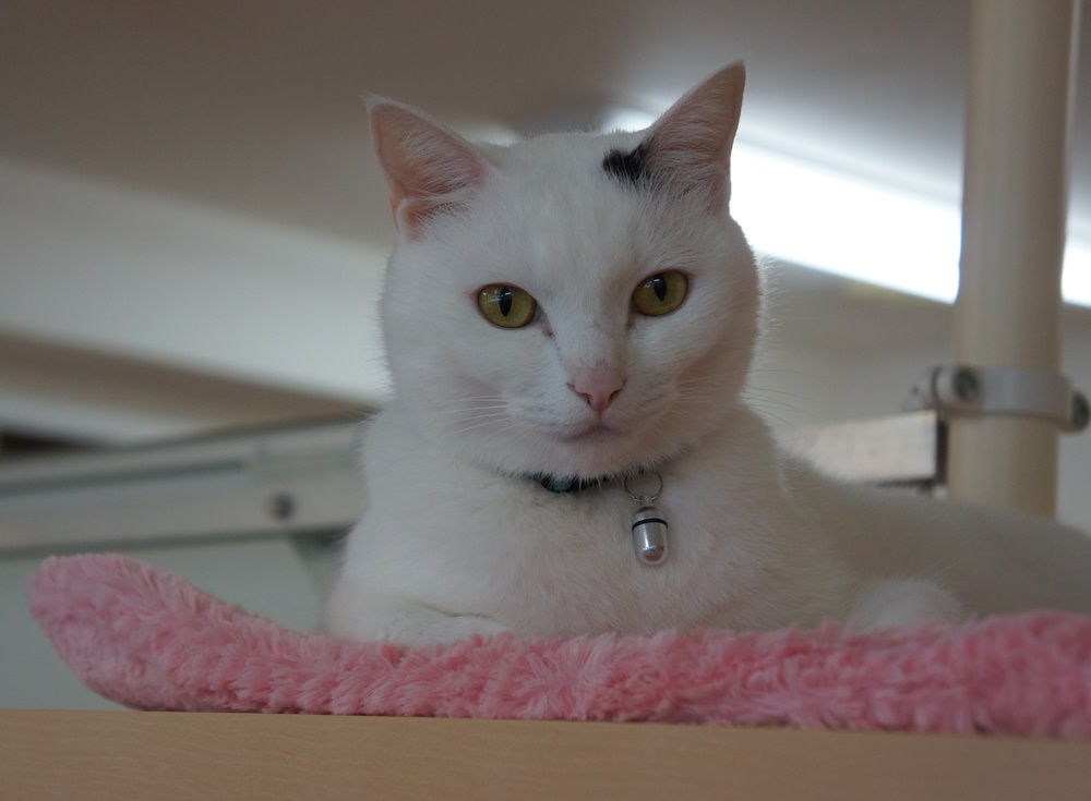 「いい仕事してねー」2階のオフィスの棚上でくつろぐブラン