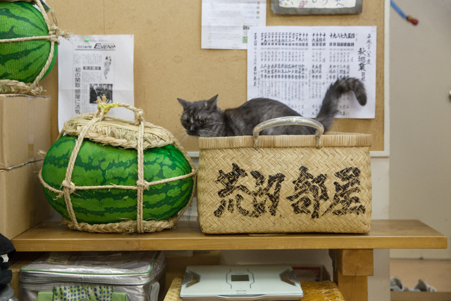 「荒汐部屋のすもうねこ モルとムギと12人の力士たち」(平凡社)より