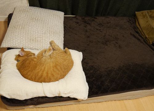 もっとも落ちつく場所(枕も男性ボランティアスタッフから)