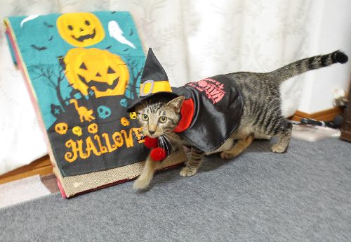 Trick Or Treat キャンディーでなくカリカリを配ろう