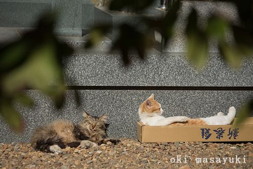 沖昌之 「ぶさにゃん」(新潮社)