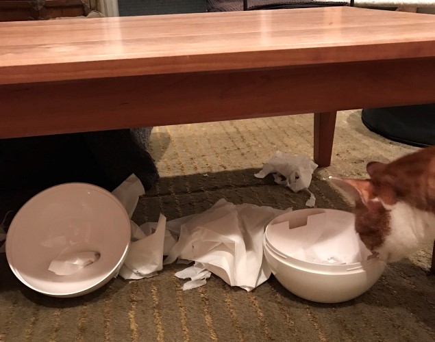 分解されたテッシュケースの傍で唖然(?)とずる虎千代