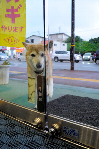 自動ドアのボタンを押して…