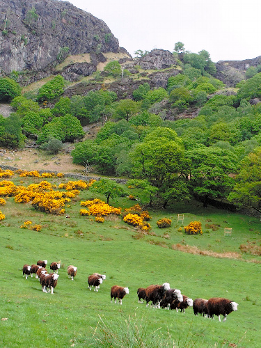 ビアトリクスが保護に努めた在来種のヒツジ(ハードウィック種)の群れ