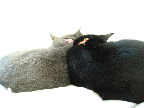 ジジ(左)とゴンの姉妹がチビを育てた