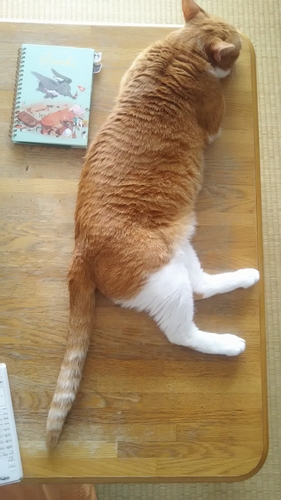 テーブルでくつろいでいるところ(横にあるのはナルちゃんの育児日記)