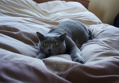 キングサイズベッドで悠々と寝るセナ