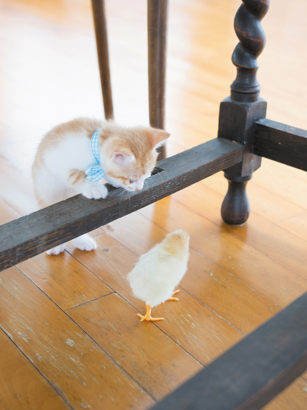 「こねことひよこ」より=(c)黒木康隆