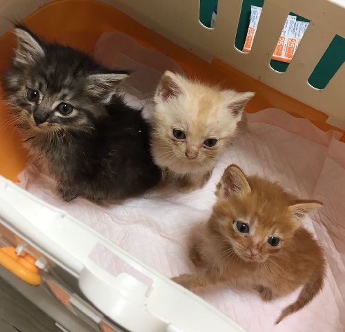 小さな保護猫たち(亜子さん撮影)