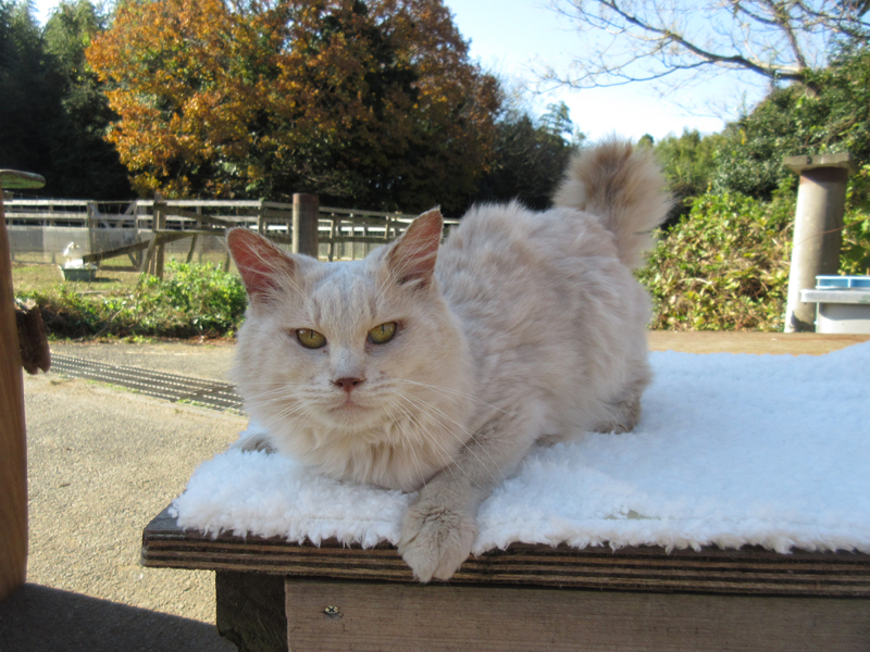 くりーむさん役:ソフト (C)2017 Hit-Point/『映画ねこあつめ』製作委員会