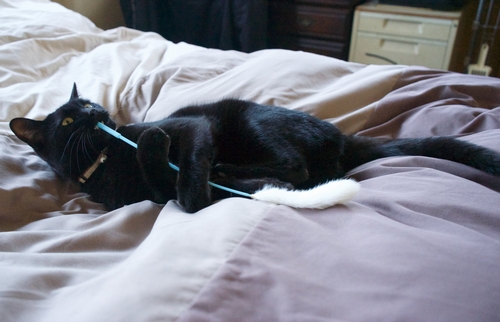 猫じゃらしで1人遊びをするそら