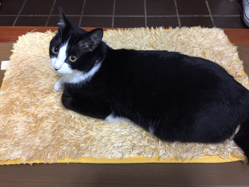 玄関マットでくつろぎ、家族を出迎える