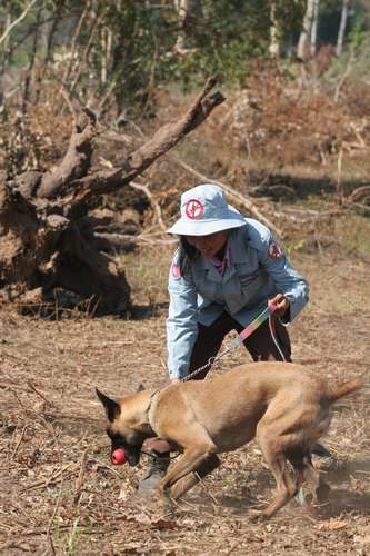 犬にとっての一番のご褒美は、コングで遊んでもらうことだ(c)大塚敦子