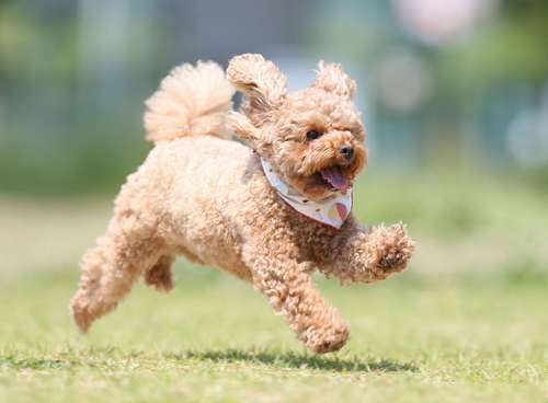 トイプードルのポロくん(3歳)=加納幹夫氏撮影