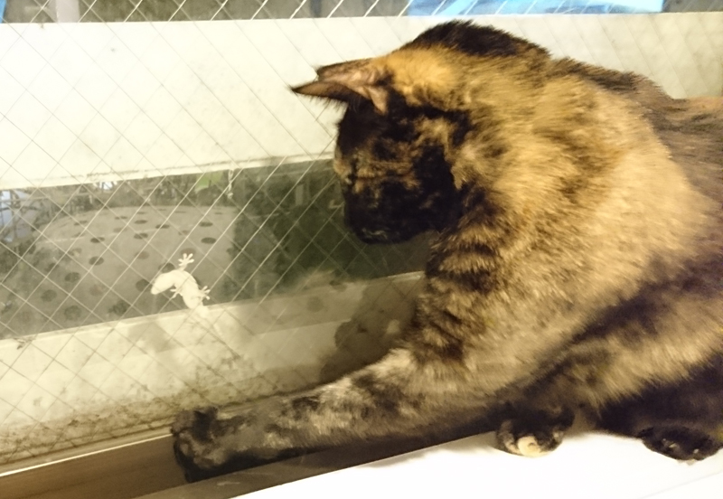 窓の外にいるヤモリに戦いを挑む