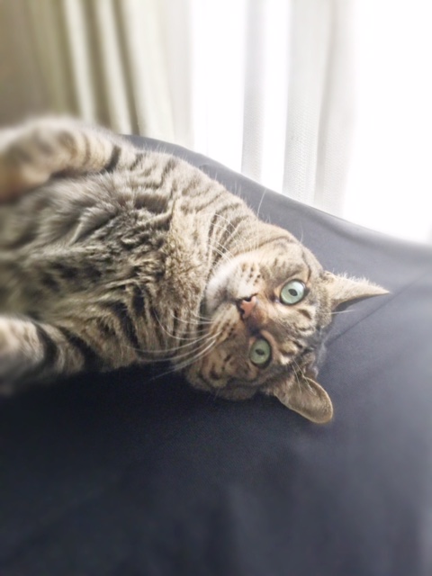 野良の子だが、自ら室内に入ってきた