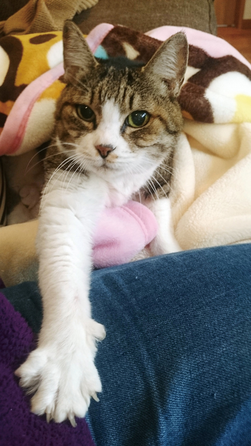 日貿出版社提供