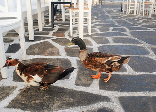 ギリシャは宵っ張りの国なので、早朝は人が少なく、夜賑わう海辺のカフェバーも猫や鴨の追いかけっこ場に(パロス島・ナウサ)