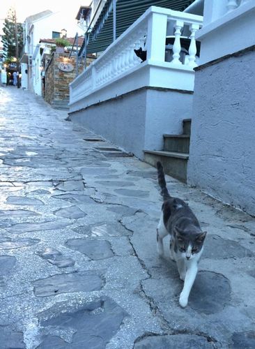 まとわりつくこの子に案内されるように登って行ったら、地元の方に人気のタヴァ―ン(画面奥)にたどり着きました。(スコぺロス島)