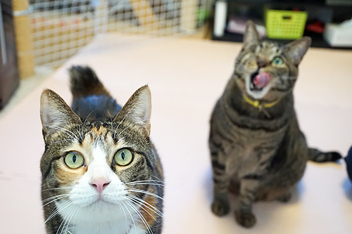 まねちゃんの相棒「ミケーネ」と