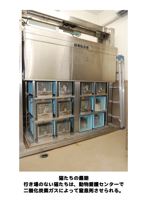 「小さな命の写真展 猫 Version」パネルより 提供=(公財)日本動物愛護協会