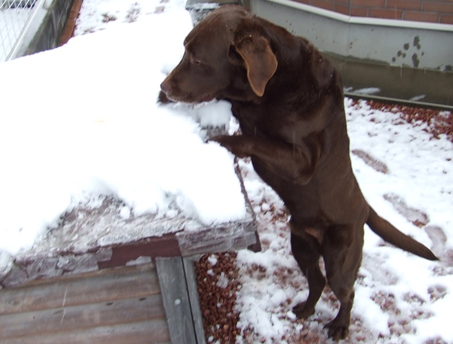 雪ってこんなとこにも積もるんだ