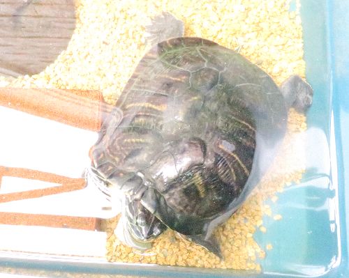 そして今もベランダで 「のんびり行こうよ」BYあの時の亀