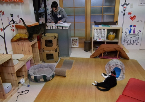 キャットルームに流れる静かな音楽 癒しだけでなくお客様が声をコントロールする効果も