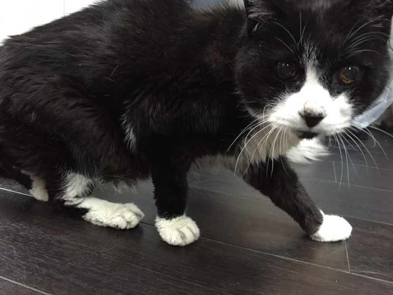 元気な頃のてつ