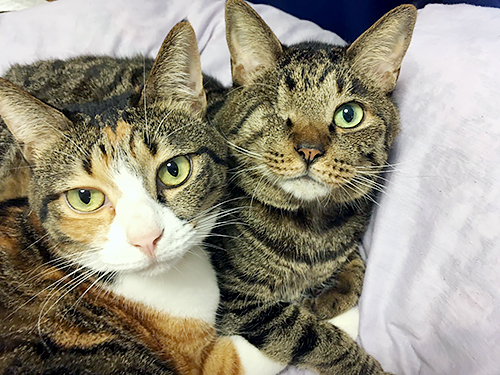 相棒ミケーネと寄り添う(まりこさん提供)