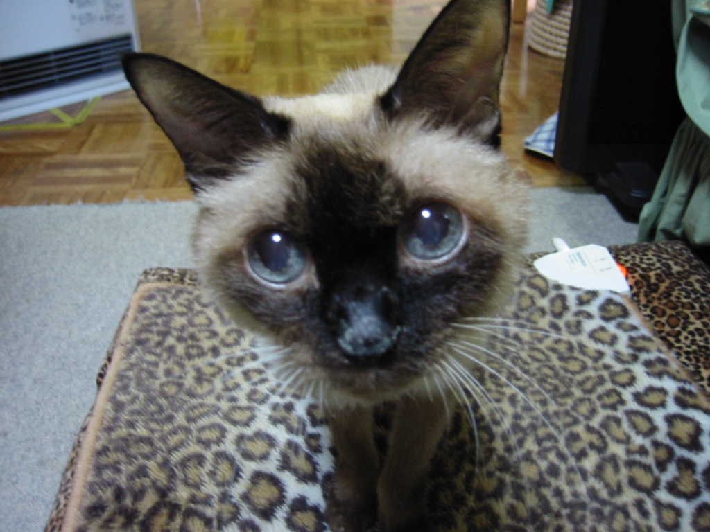 出会いは学生時代。汚れた毛を「洗った」のが名の由来