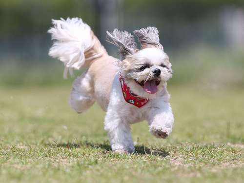 シーズーのスポットくん(7歳)=加納幹夫氏撮影