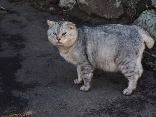 「どやにゃん」(辰巳出版、南幅俊輔著)より