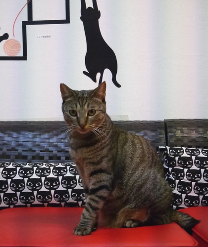 きれいなキジトラ「くり」君(推定2才)「おしゃれできれいなお部屋だよ」