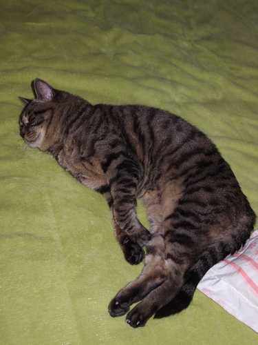 寝姿によく癒された