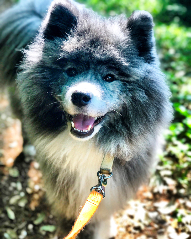 お散歩で満面の笑み