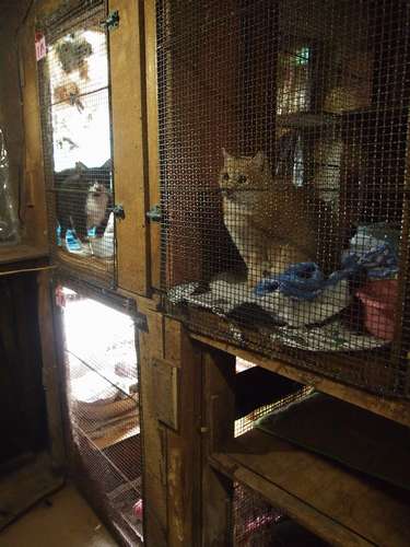 わずかに外光が差し込む猫舎もある=北九州市