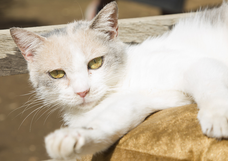 みけさん役:ドロップ (C)2017 Hit-Point/『映画ねこあつめ』製作委員会