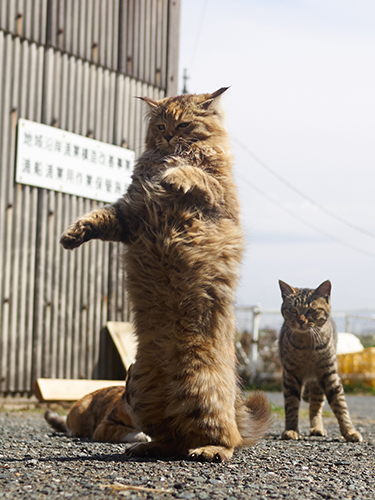 「のら猫拳キッズ」から(撮影:久方広之)