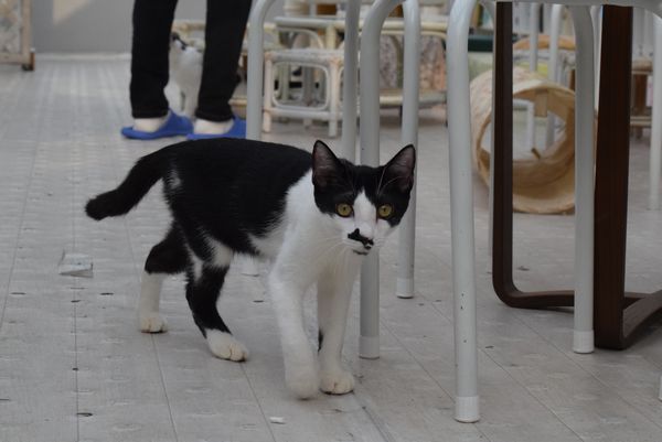 東京キャットガーディアンで