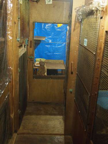 奥まった猫舎にいる猫ほど、世話が行き届いていないように見える=北九州市