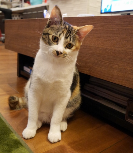 あっ、私の名前の由来は蒲田行進曲よ!(銀と小夏)