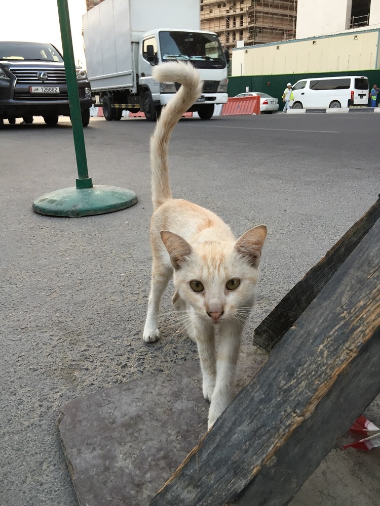 カタール・ドーハの猫さん