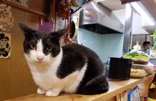 「ここはおれの場所」とでも言いたげなみんちょくん=てまり