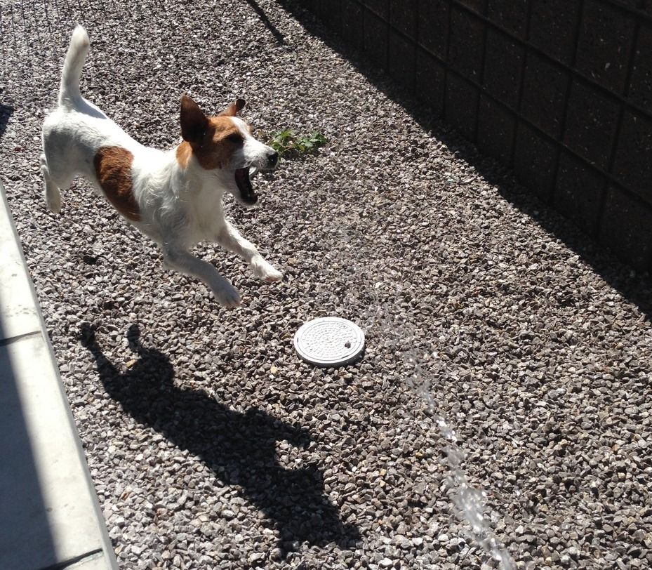 フリスビーが好きなマイト